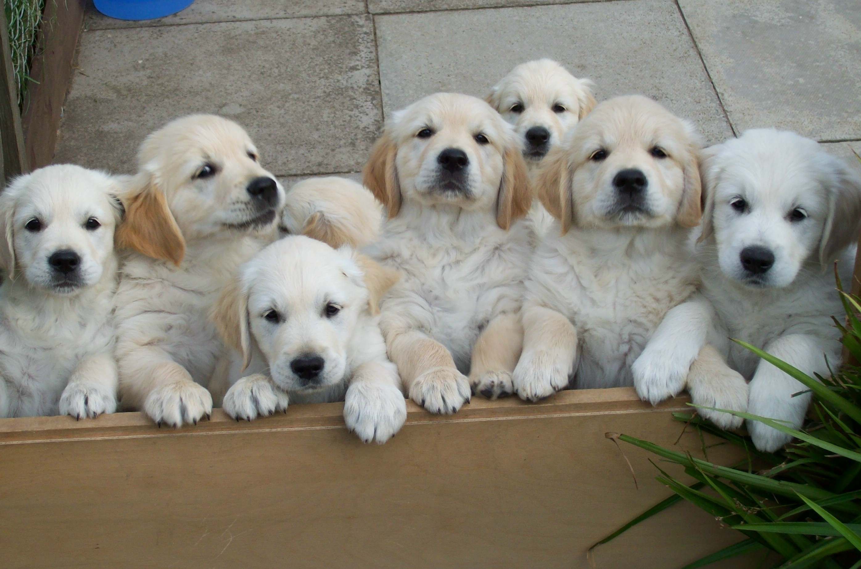 Puppies