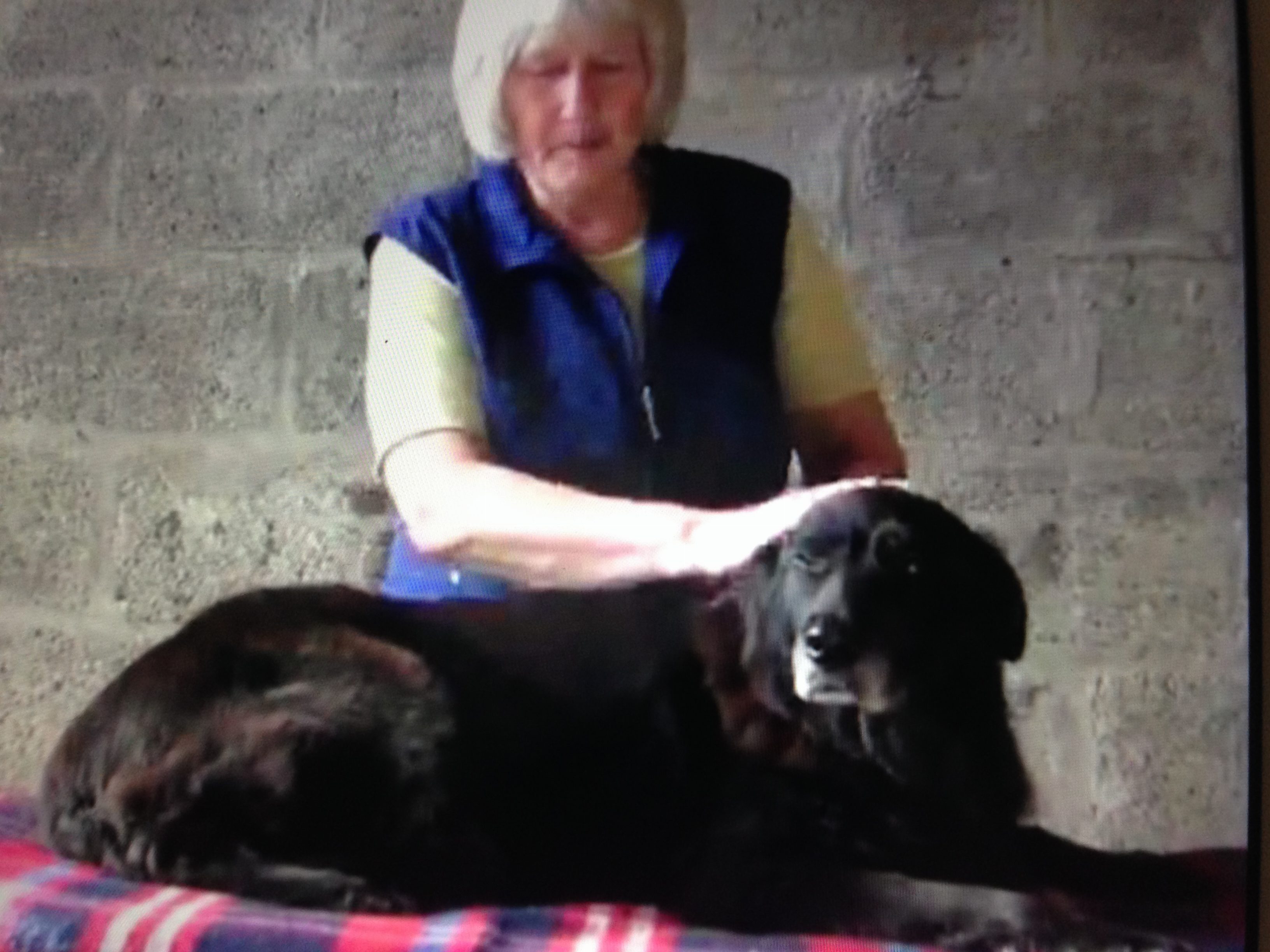 Canine Massage Services